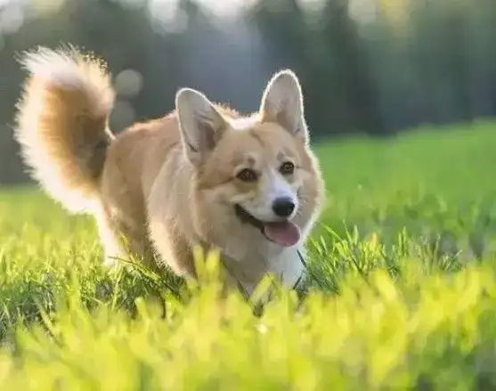 柯基的无痛断尾到底是怎么回事儿 知乎