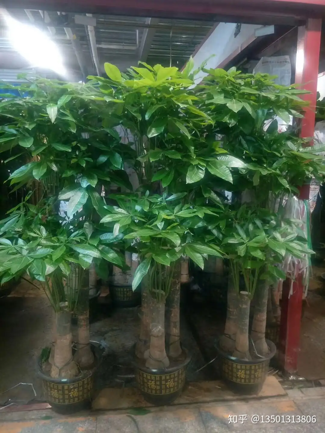 办公室摆放绿植就来绿植花卉基地选购 知乎 办公室摆放绿植就来绿植花卉基地选购 知乎