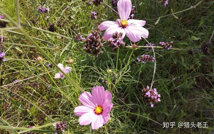 raw-image