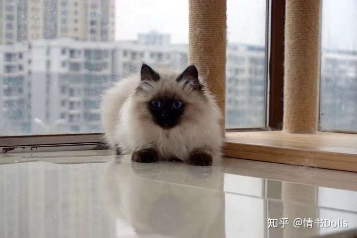 重点手套色布偶猫能和海双布偶猫可以繁殖吗