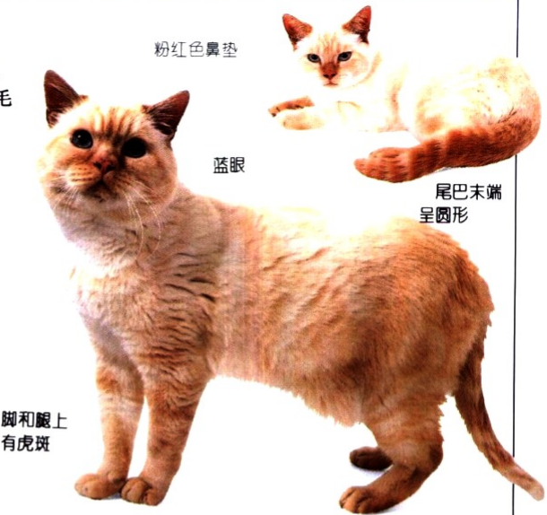 让大家看看我家的小猫咪到底叫什么品种毛色 ?