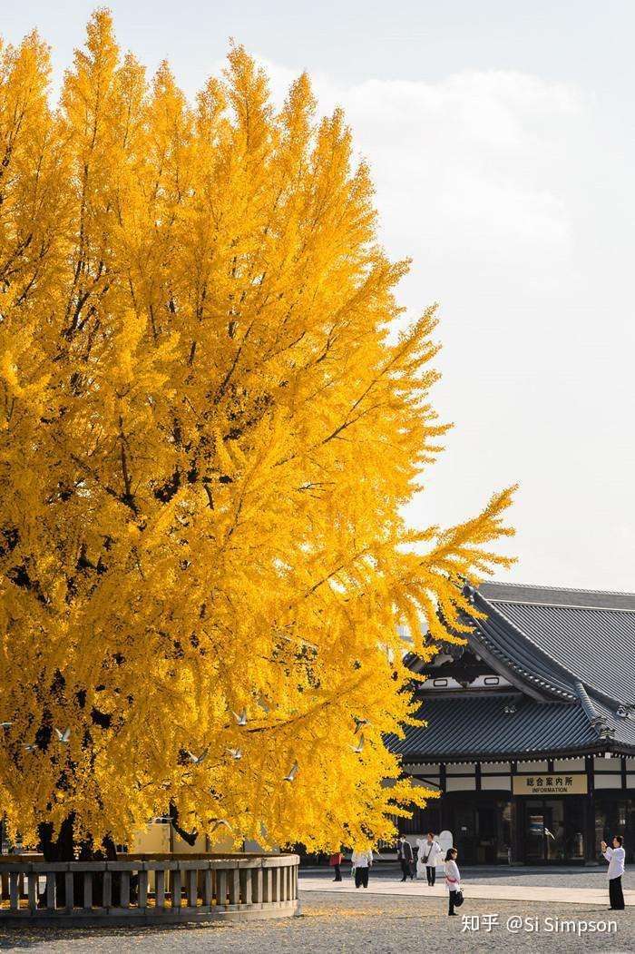 京都四百八十寺 知乎