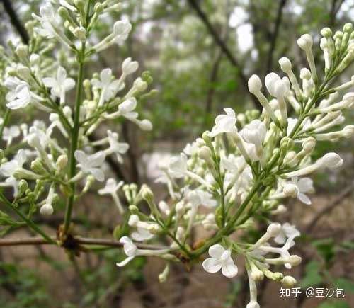 常见开白花植物 知乎