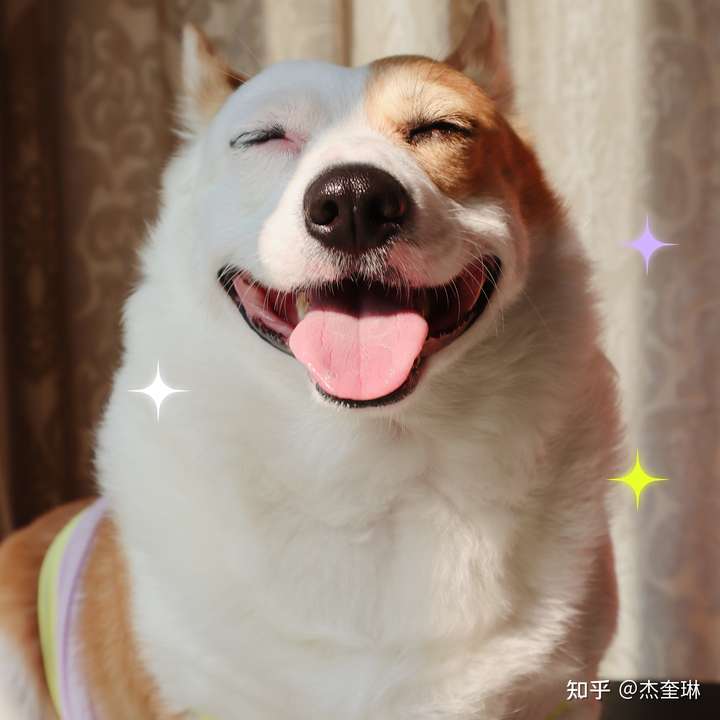 不影响柯基的聪明和可爱,我的船长也是品相不好, 是海盗脸, 叫船长