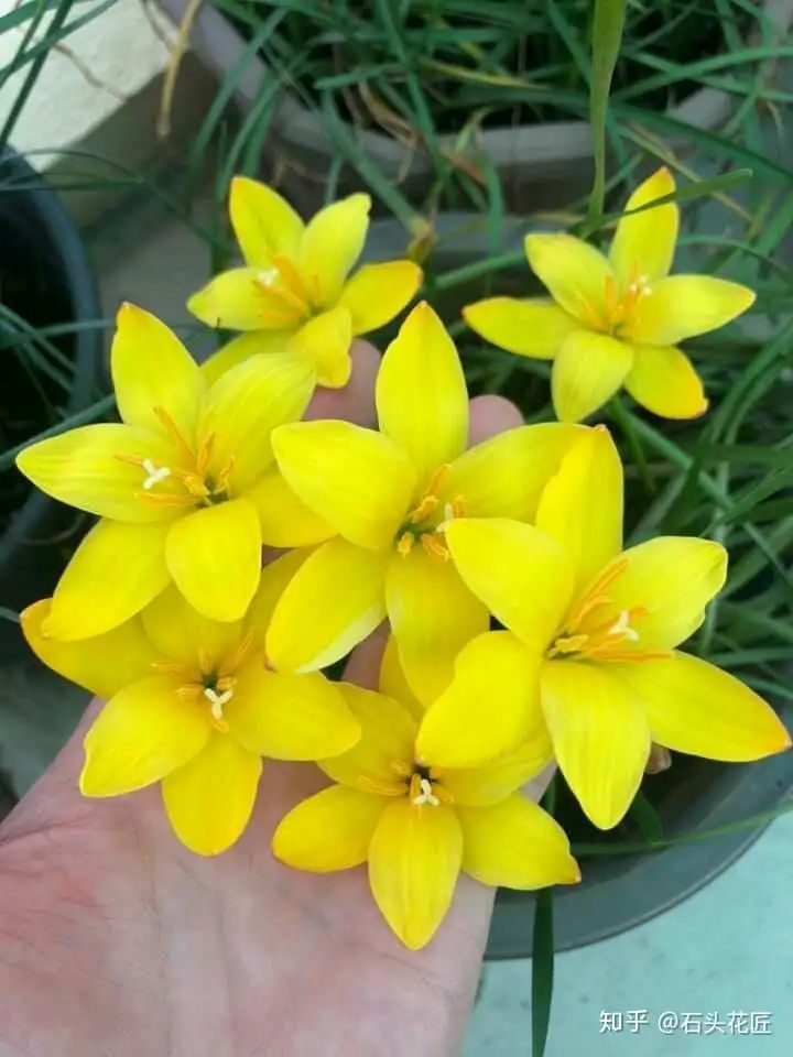 Zephyranthes 'Midas Touch