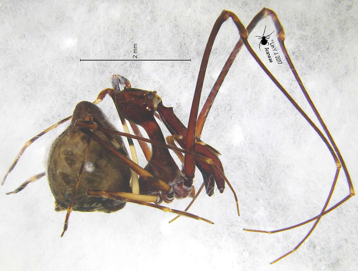 相煎何太急 二 古蛛科 知乎