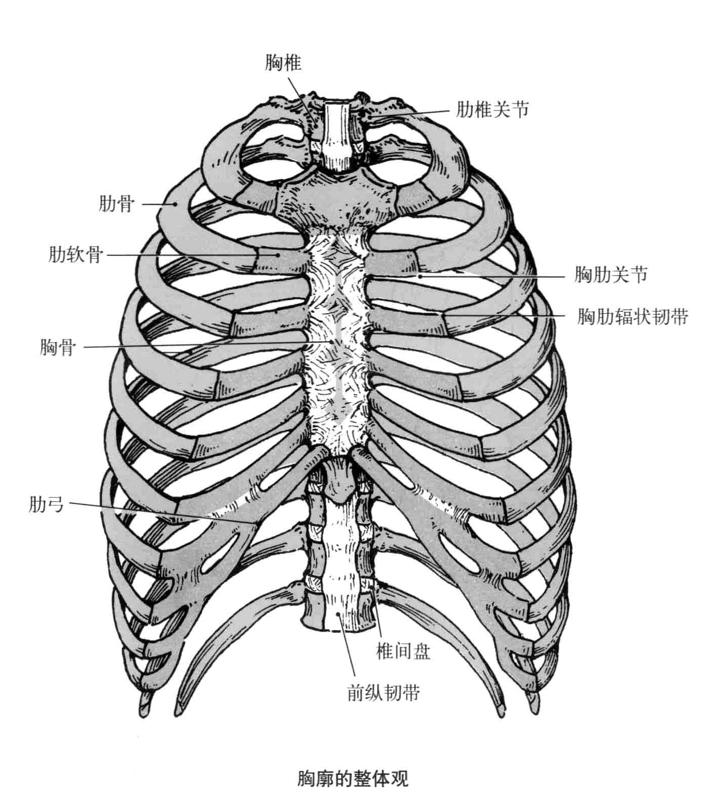 解剖学笔记 胸廓 关节 骨 知乎