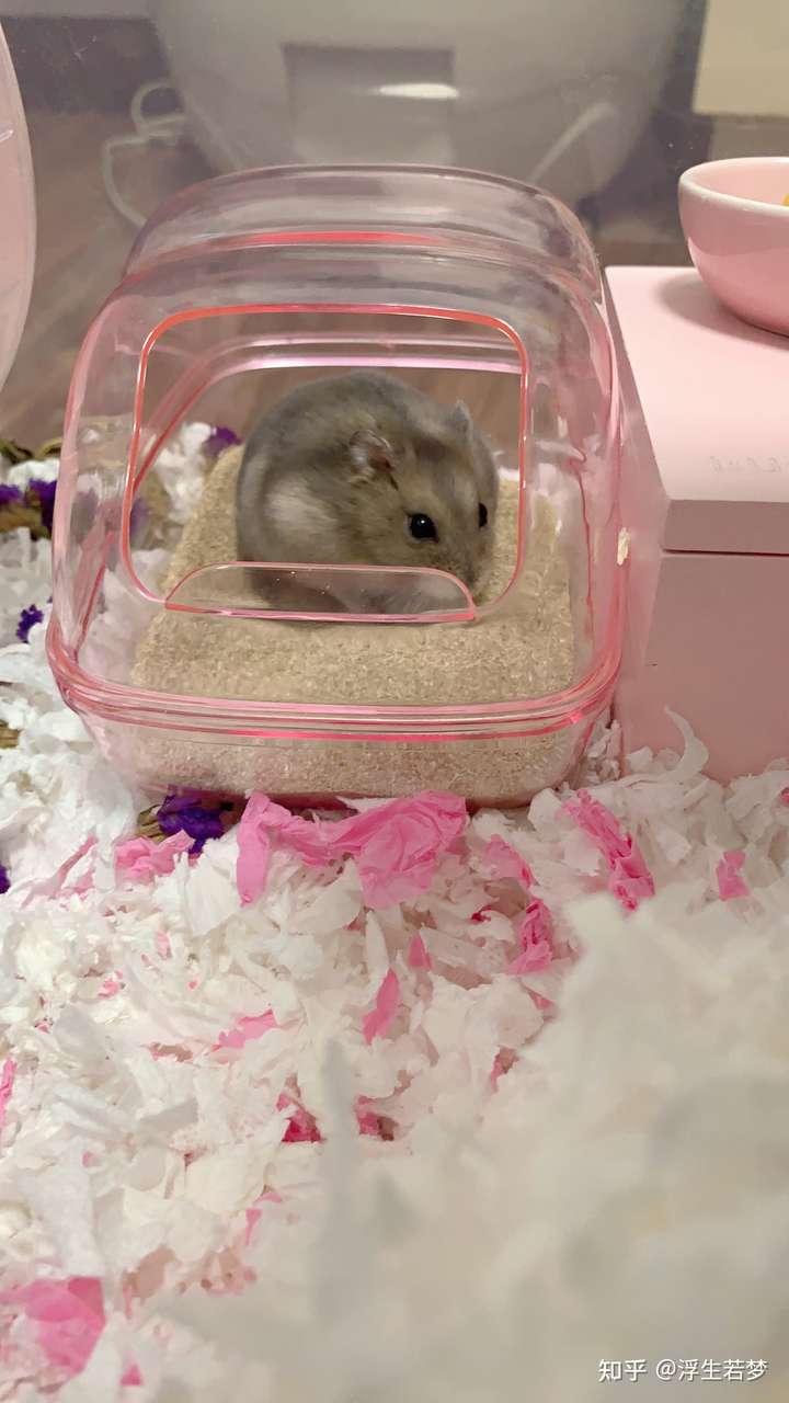 想问问大家这个仓鼠品种?