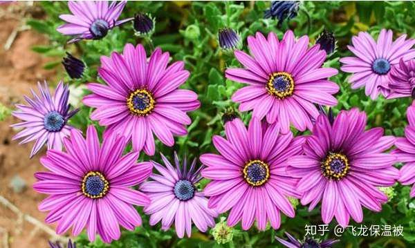 非洲菊的种植方法和注意事项 知乎