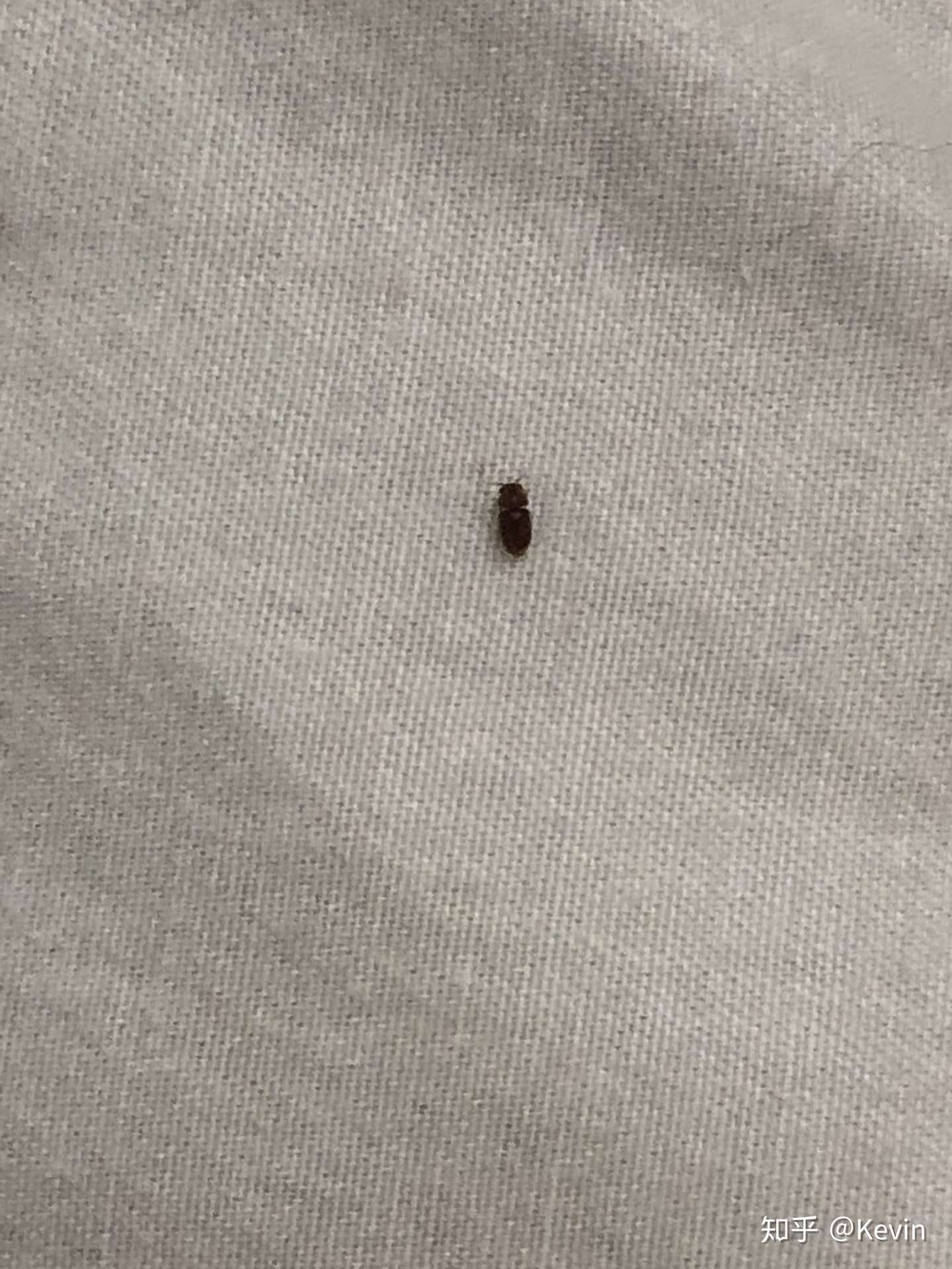 房子里会飞的红色小虫子 知乎