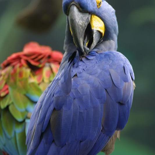 紫蓝金刚鹦鹉头像图片