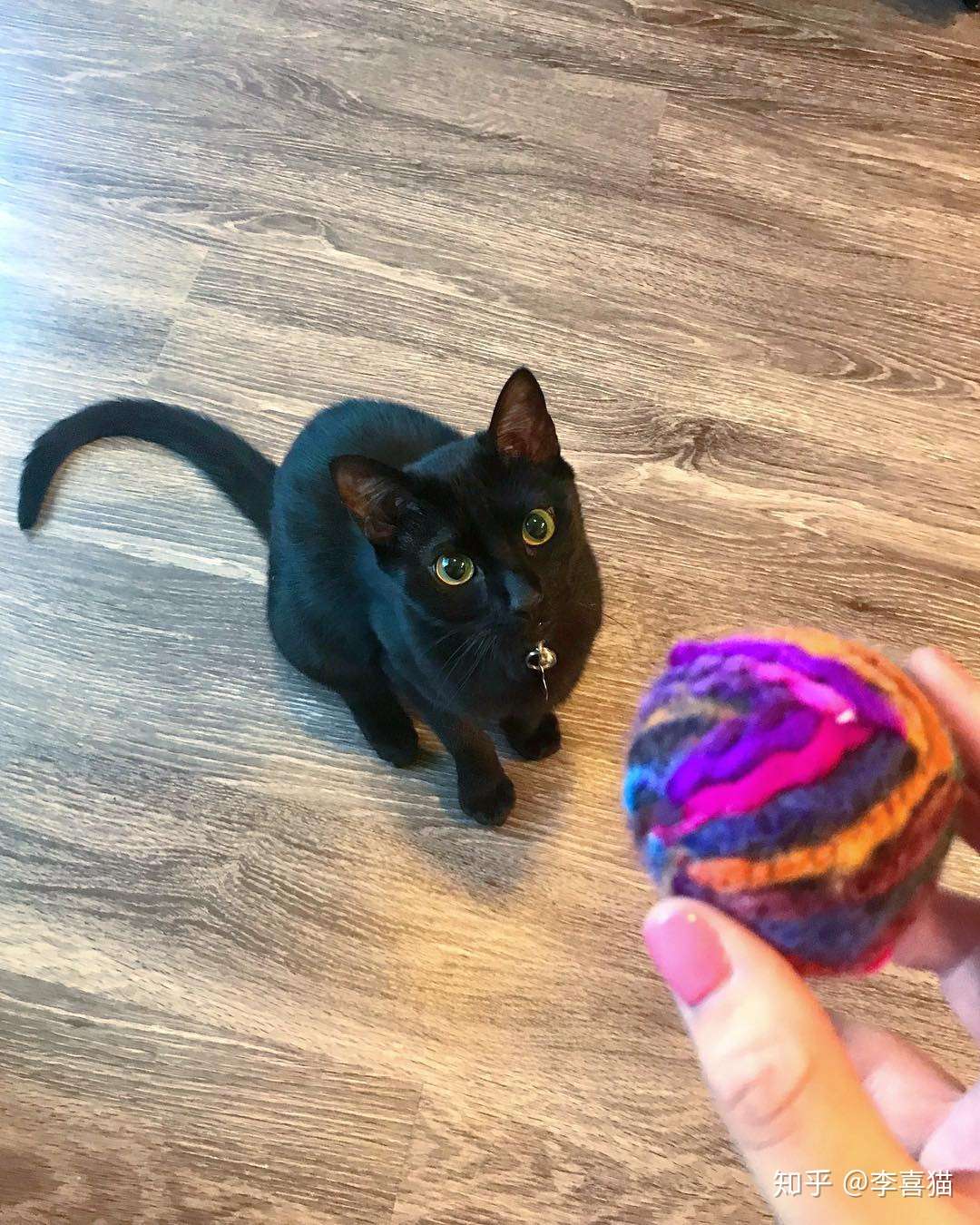 猫咪小时侯明明很黏人 为什么长大后变冷漠了 答案其实很简单 知乎