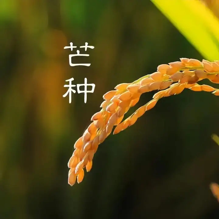 二十四节气之 — 风气 | 芒种