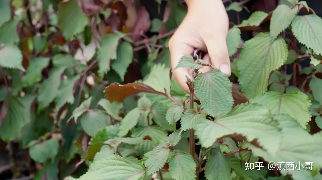 四季调料 五 紫苏 双色树叶里藏着的清新美味 知乎