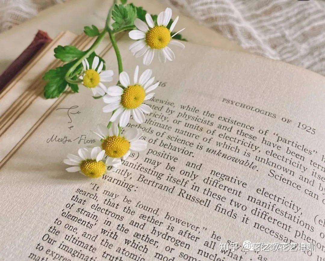 植物养护 备受宠爱的洋甘菊 清新淡雅 赶不走的春天 知乎