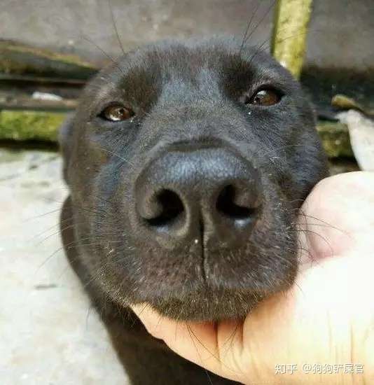 为什么家养的狗狗在临死之前 会悄悄地躲开你默默死去 知乎