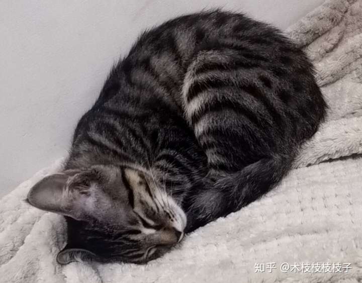 灰色狸花猫罕见吗