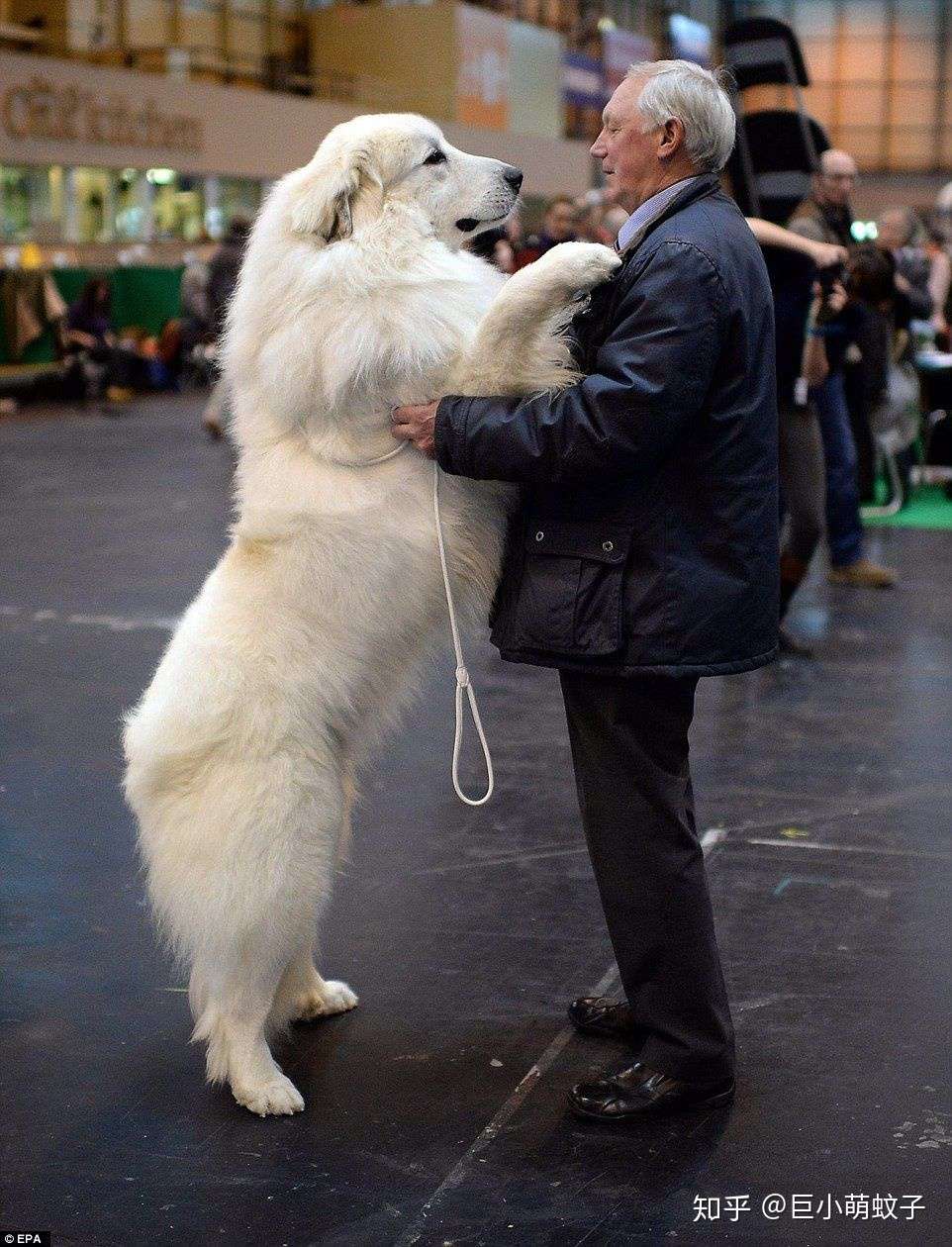 大白熊犬被禁养很冤 这种狗狗不仅亲人 对小动物还极其温柔 知乎