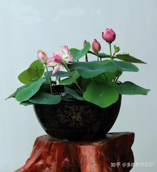 在家种碗莲，学会这方法，省时省力，又容易开花(家养碗莲种植方法视频)