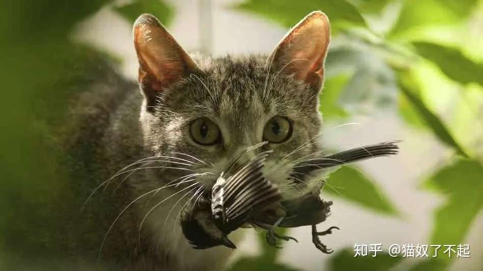 流浪猫泛滥人类的自我救赎 知乎