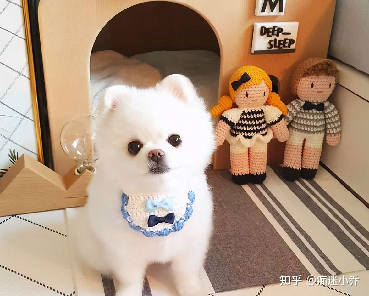 小狐狸 博美 这么少人养的真相 竟是这些 知乎