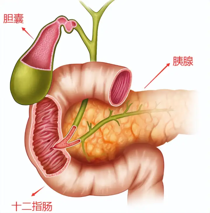 男子后背痛，苦扛一夜无果，就医时病危转入ICU，家属决定卖房