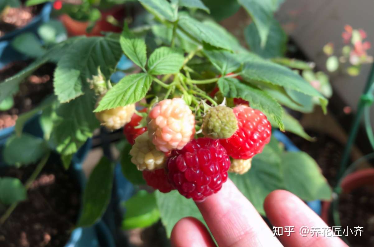 一款长在树上的 草莓 非常耐低温 结果量大 地栽盆栽都可以 知乎