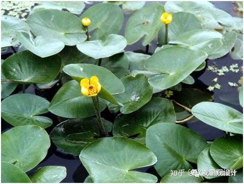 干货推荐 最全水生植物品种及习性 知乎