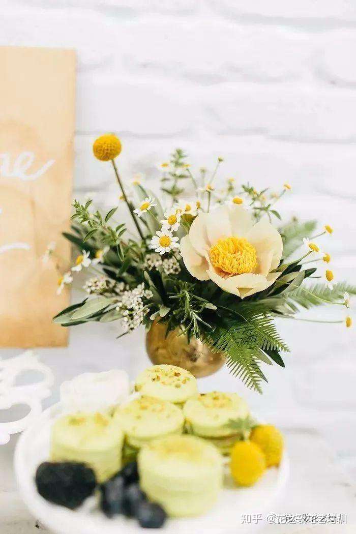 植物养护 备受宠爱的洋甘菊 清新淡雅 赶不走的春天 知乎