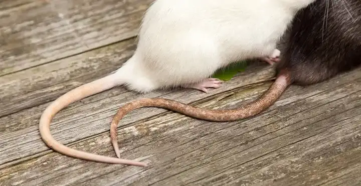 为啥女生怕老鼠,不怕仓鼠啥的?