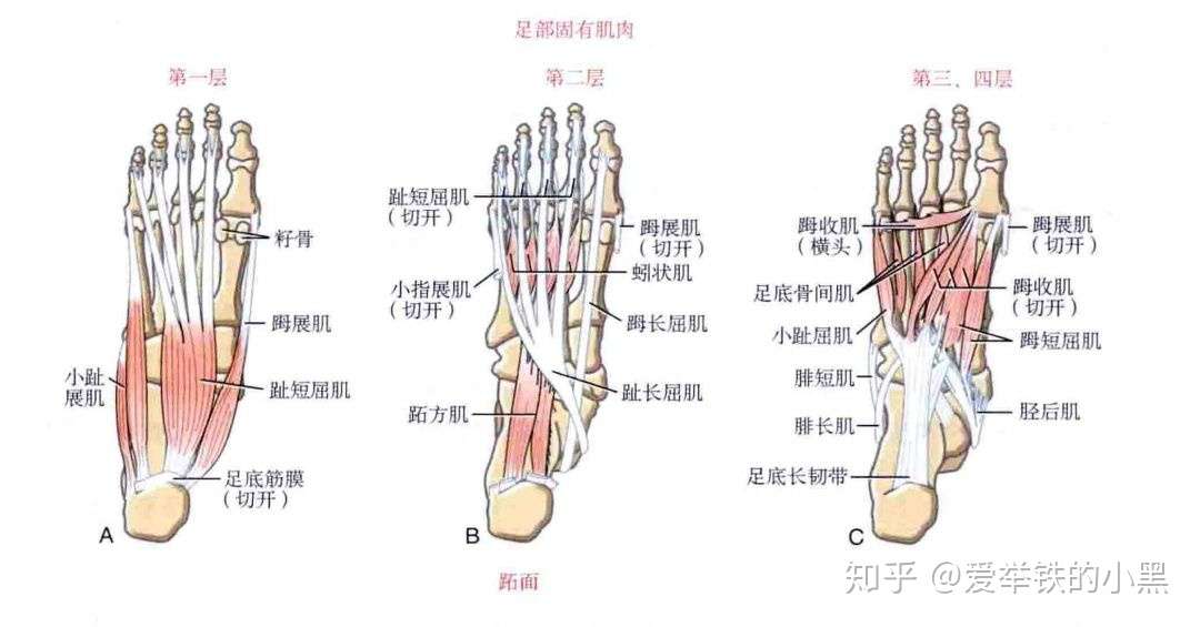 运动功能的改善 踝关节与足2 知乎