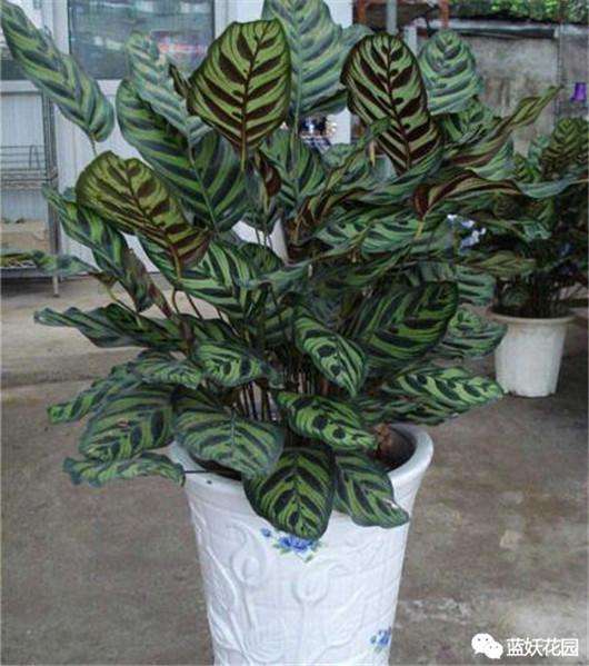 只需做到这4点 养好孔雀竹芋 告别黄叶枯萎 知乎