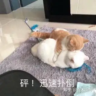 表情包砰迅速扑倒