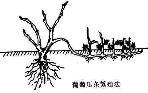 未剪短的树枝能生根么?