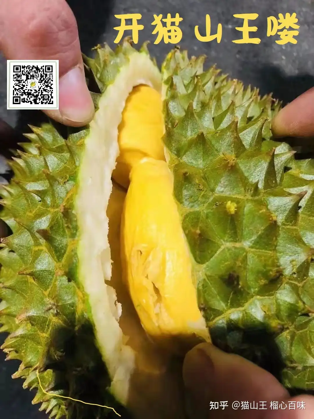 猫山王榴莲 为什么呢 知乎