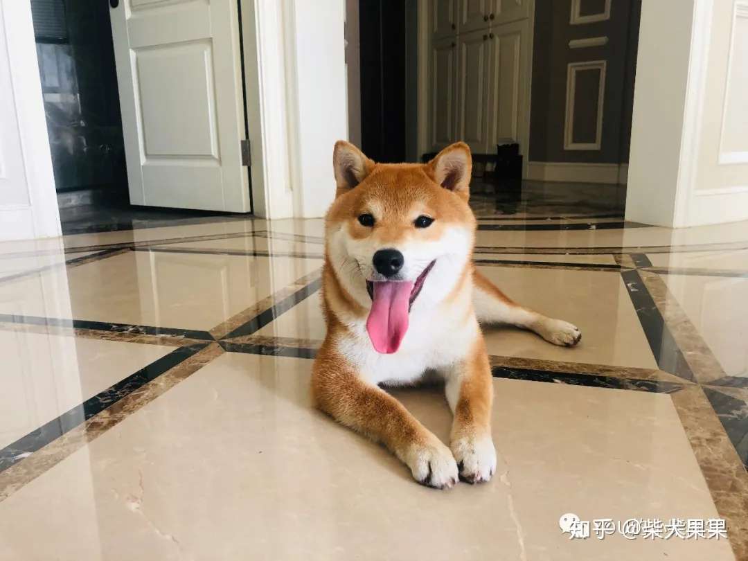 柴犬为什么适合做伴侣犬有什么优点 知乎