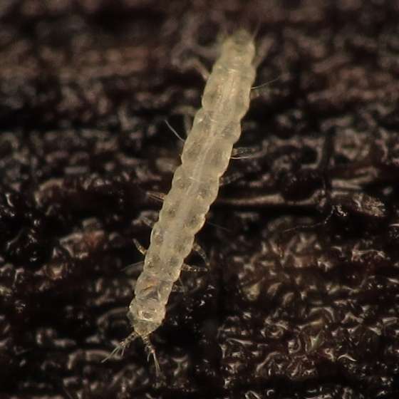 寡足纲的代表动物是啥啊