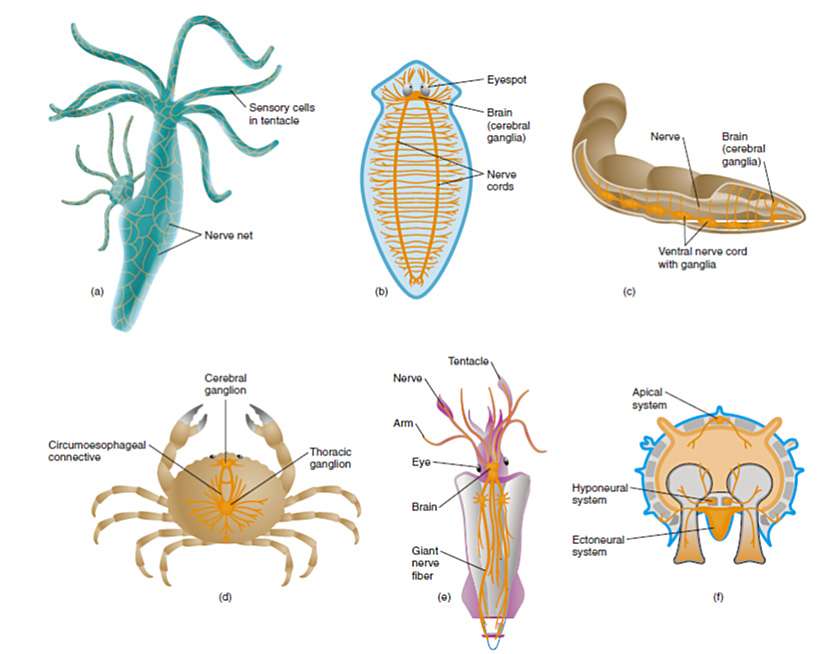 无脊椎动物神经系统的演化简史 知乎