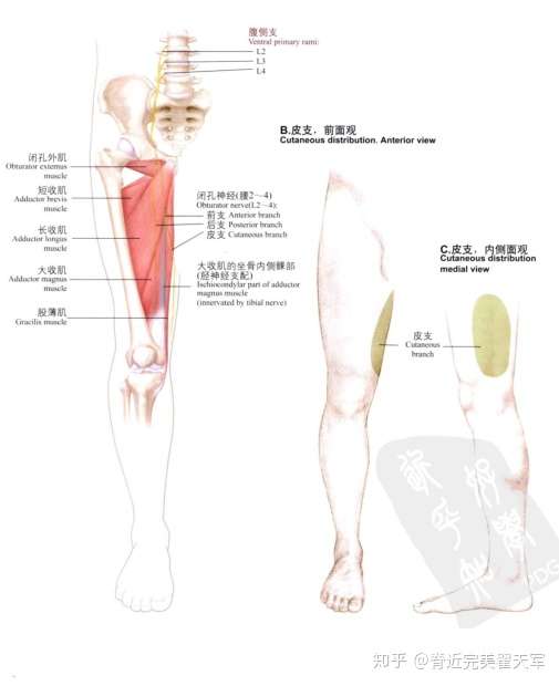 膝盖内侧痛 韧带 肌肉还是神经 知乎