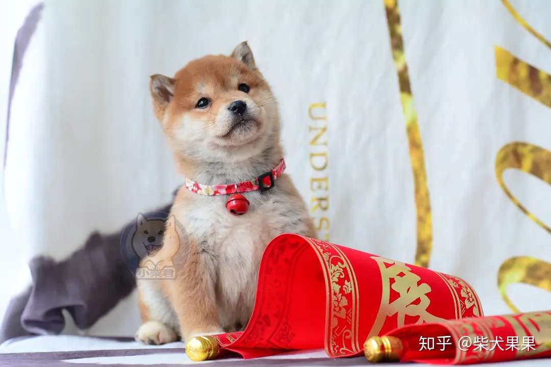 柴犬为什么适合做伴侣犬有什么优点 知乎