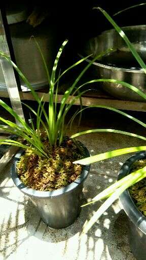 兰花根与茎的部位有蒜头状的是什么兰花?