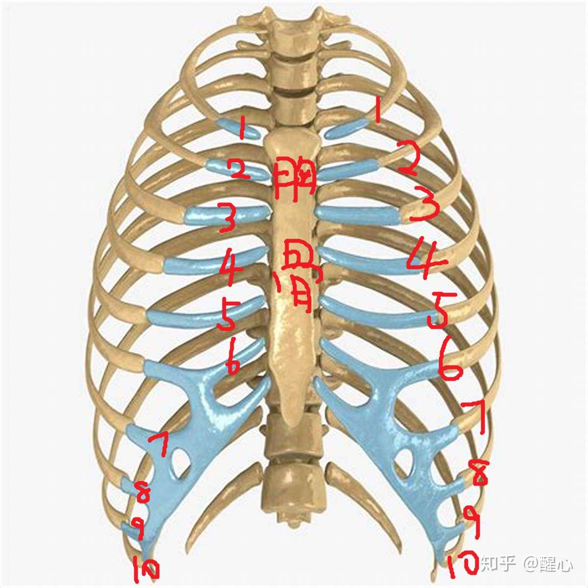 万圣节到了 又到了数肋骨的时节 知乎