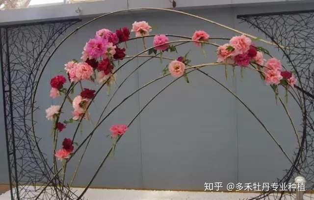 你了解观赏牡丹苗木行业发展趋势吗 知乎