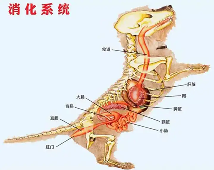 小宠肠胃宝（宠物小知识——“汪星人”的肠道健康）