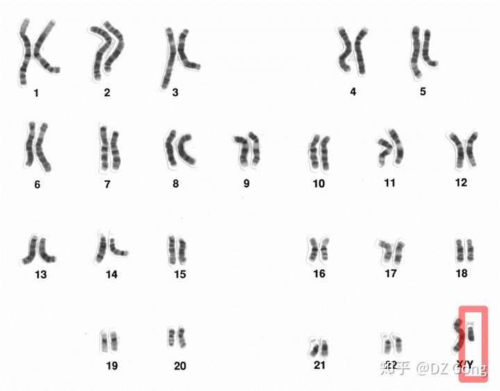 从基因上分析是兄弟亲还是父子亲