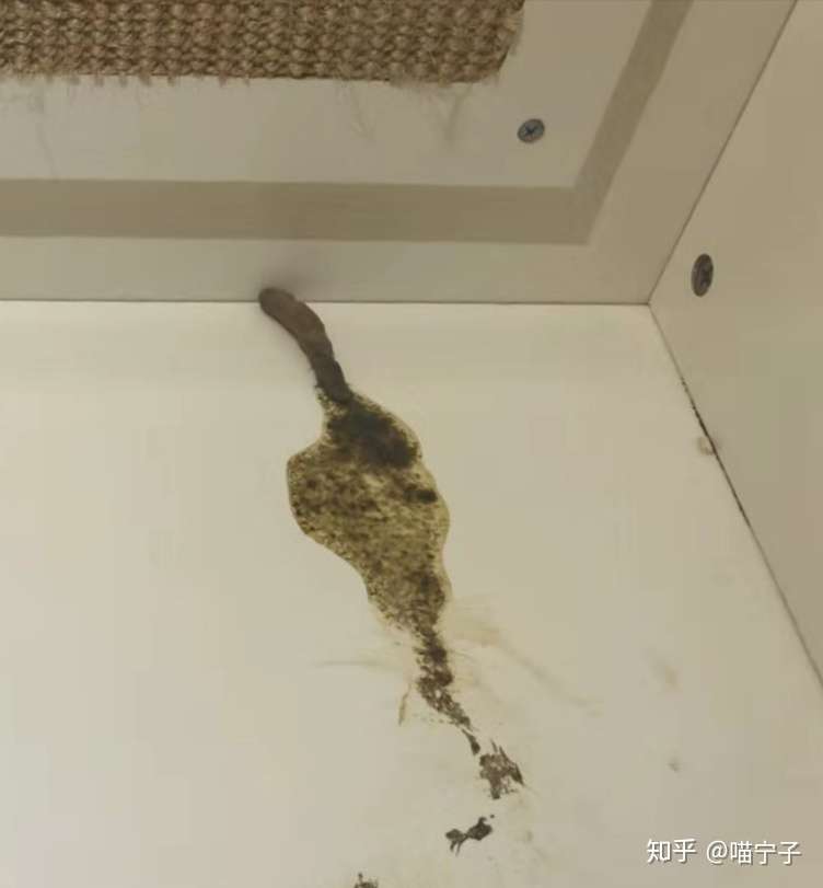 喵宁子 不再急着跑医院几招教你应对猫咪突然间的呕吐问题 知乎