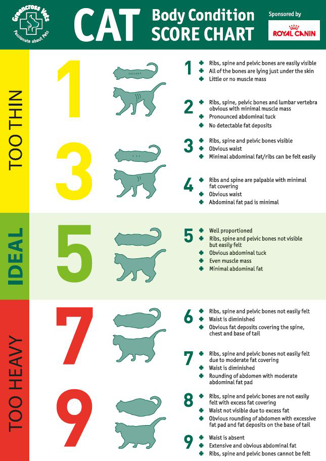 美短公母各个年龄段参考体重是多少