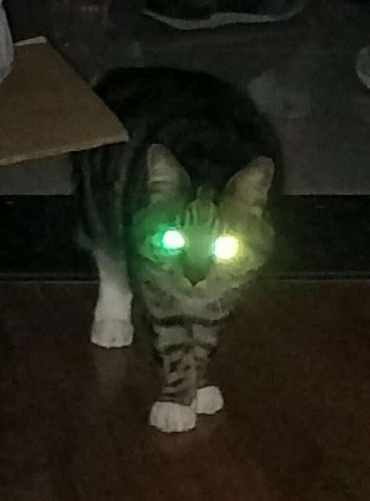 一只猫眼睛发光表情包图片