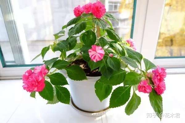 玻璃翠娇艳欲滴 怎么养才能开花不断 快速爆盆 知乎