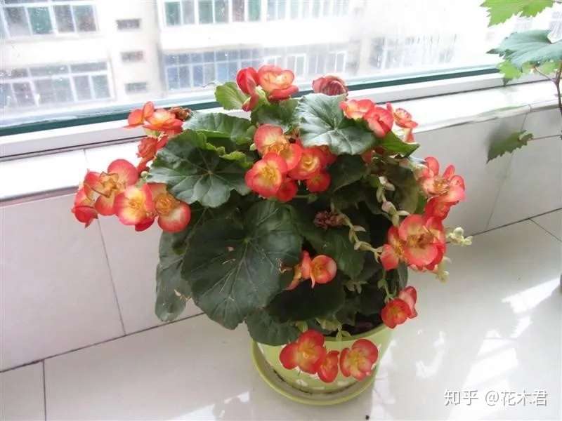 玻璃翠娇艳欲滴 怎么养才能开花不断 快速爆盆 知乎
